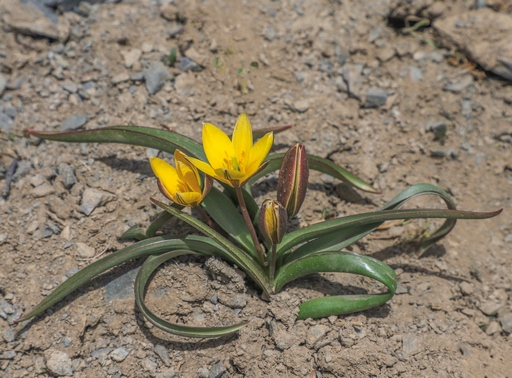 Tulipa dasystemon